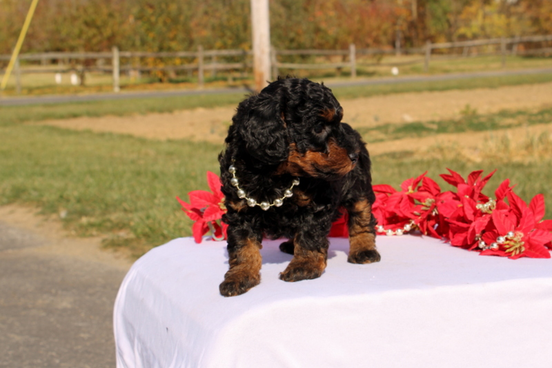 puppy, for, sale, Miniature Poodle, Matthew B. Stoltzfus, dog, breeder, Gap, PA, dog-breeder, puppy-for-sale, forsale, nearby, find, puppyfind, locator, puppylocator, aca